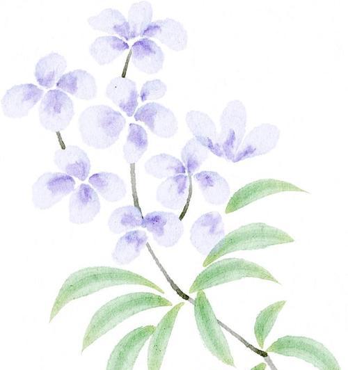 青春象征的花朵有哪些？
