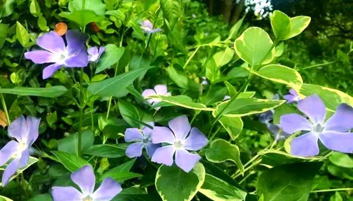 青春象征的花朵有哪些？