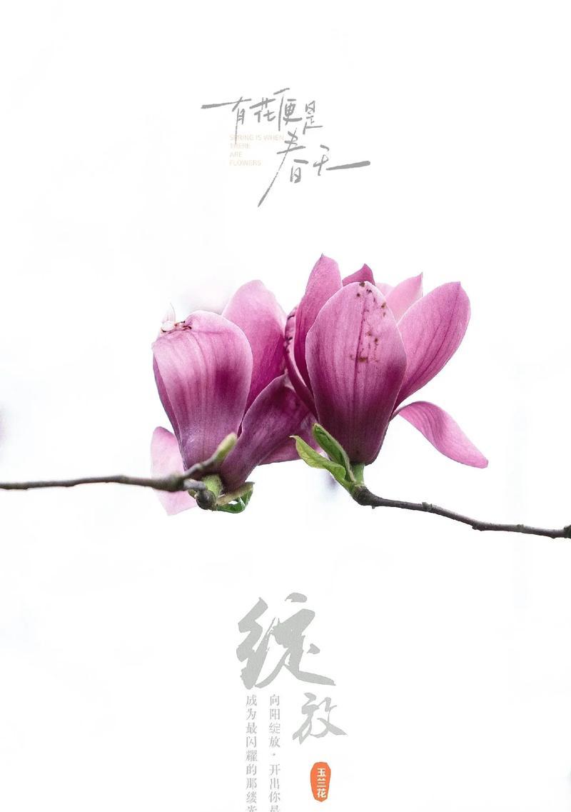 顶上三花的花语和象征是什么？它们在传统中的地位如何？
