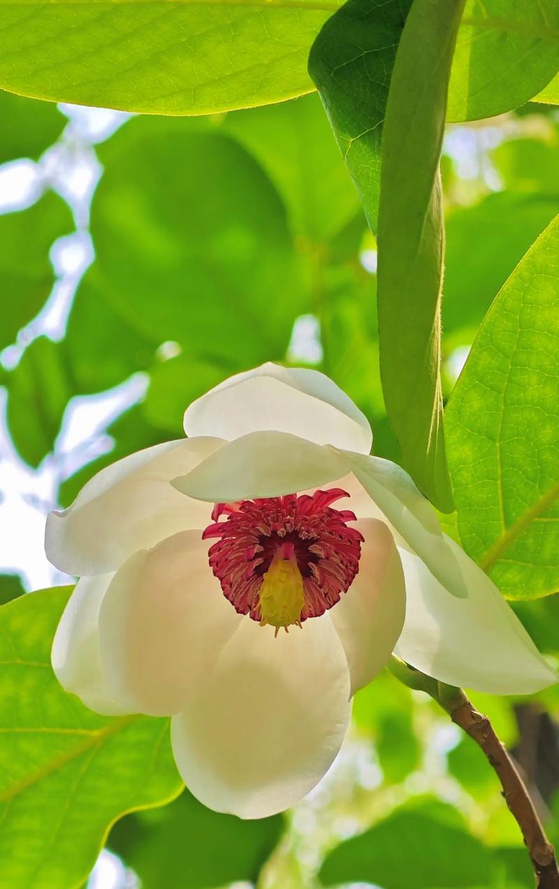 紫郁花代表什么？紫郁花的寓意和象征是什么？