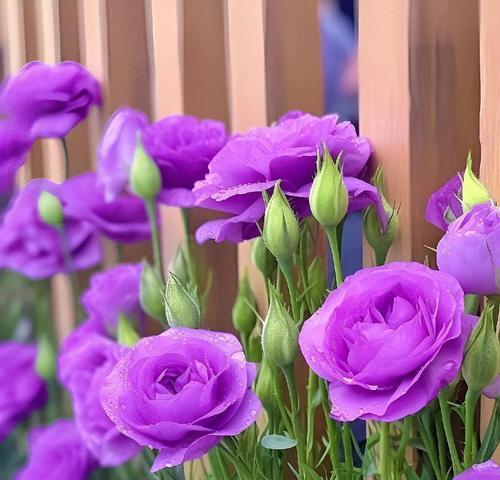 道具花在不同场合代表什么？道具花的花语和用途是什么？