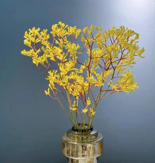 干花中哪些象征高贵？高贵干花的种类分别是什么？