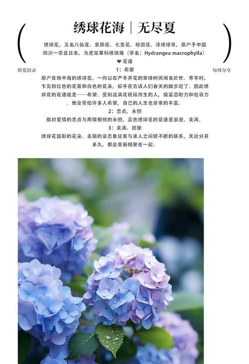 花的全部含义是什么？花语在不同文化中的意义是什么？