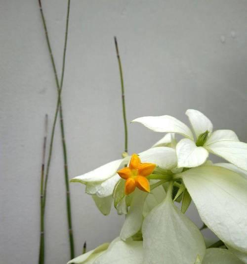象征光明的花是什么？它的花语和寓意有何特别之处？