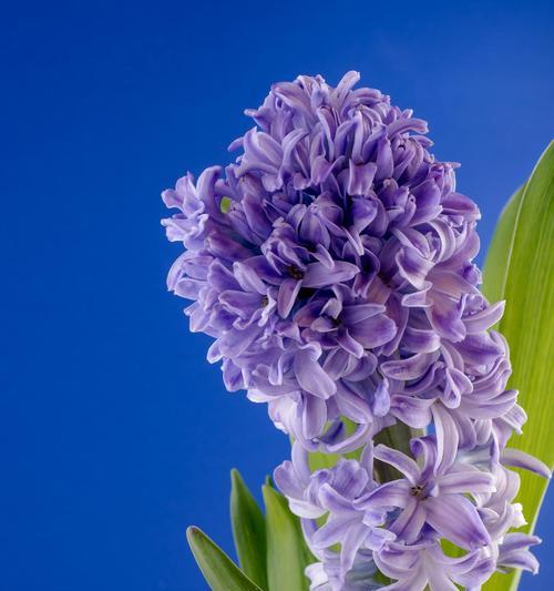 风信子花语代表什么？不同颜色风信子花语有何不同？