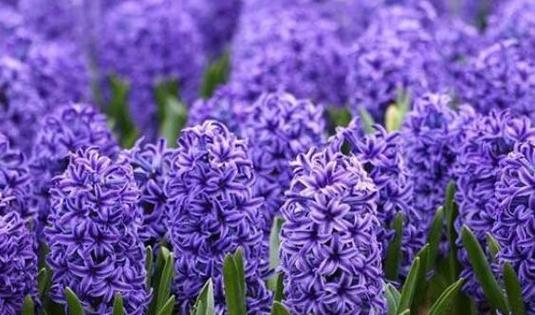 风信子花语代表什么？不同颜色风信子花语有何不同？
