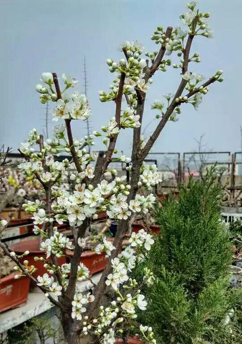 花家的含义是什么？