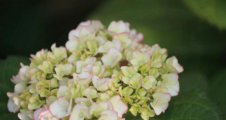 花家的含义是什么？
