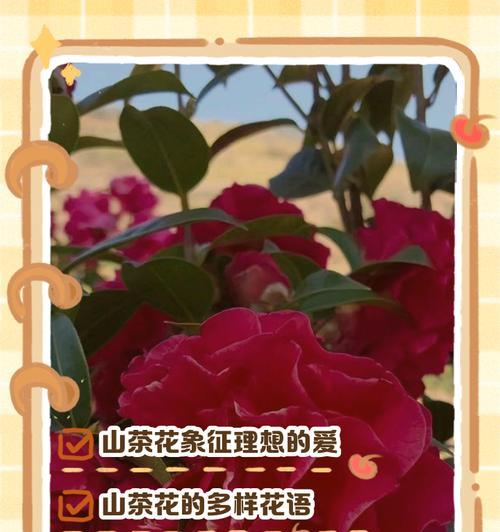 哪种花花语最好？象征了哪些积极意义？