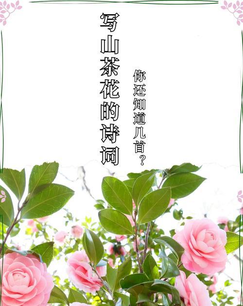 花还会开象征着什么？