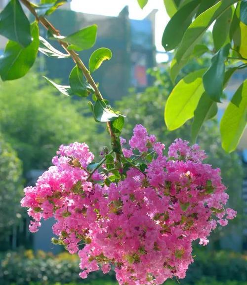 花还会开象征着什么？