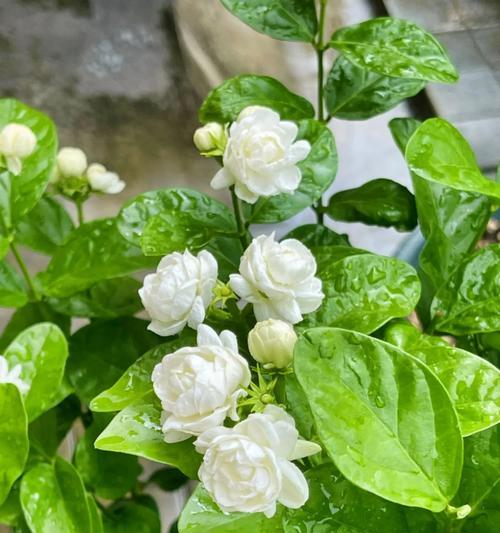 哪种花象征爱情？代表爱情的花有哪些？