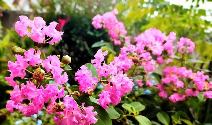 金色紫薇花代表什么？金色紫薇花的象征意义是什么？