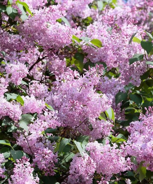 金色紫薇花代表什么？金色紫薇花的象征意义是什么？