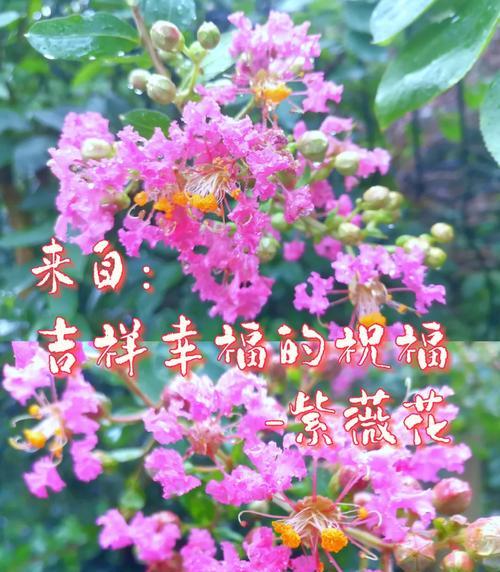金色紫薇花代表什么？金色紫薇花的象征意义是什么？