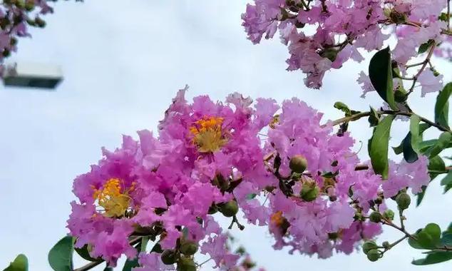 紫檀花的花语含义是什么？紫檀花象征着什么？