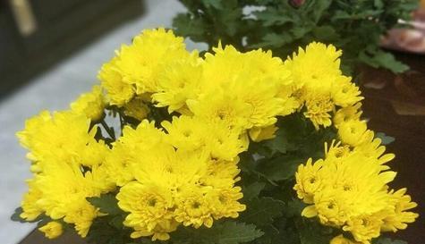 邹菊花语是什么意思？邹菊花语代表了什么含义？