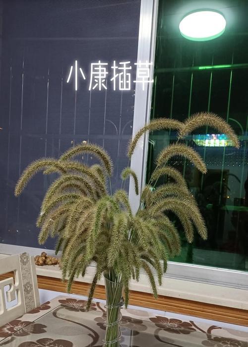 狗尾巴草的意义是什么？它的花语含义有哪些？