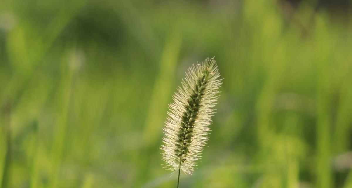 狗尾巴草的意义是什么？它的花语含义有哪些？