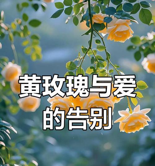 黄玫瑰花语是什么意思？黄玫瑰象征着什么？