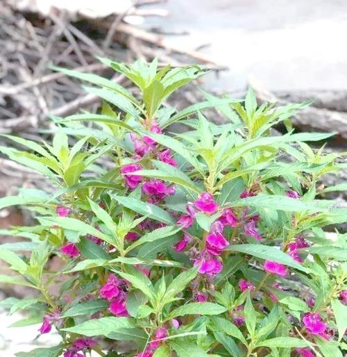 庭院花卉的寓意和象征是什么？如何选择庭院花卉？