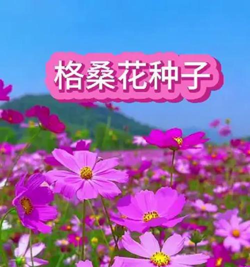庭院花卉的寓意和象征是什么？如何选择庭院花卉？