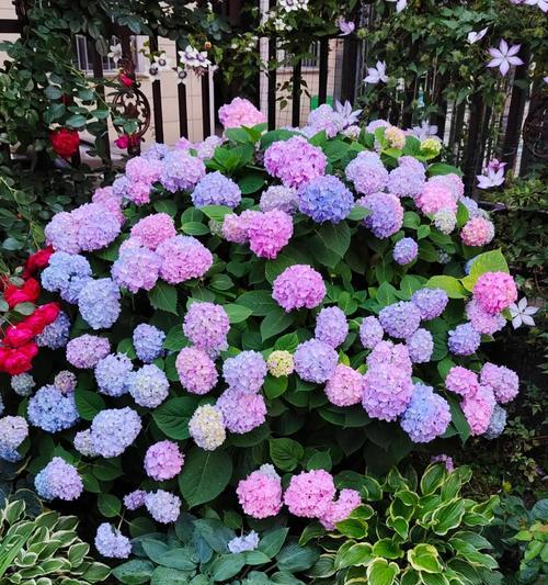 庭院花卉的寓意和象征是什么？如何选择庭院花卉？