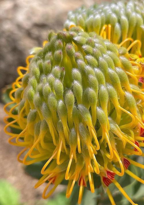 针垫花花语通常表达什么情感？针垫花的花语含义是什么？
