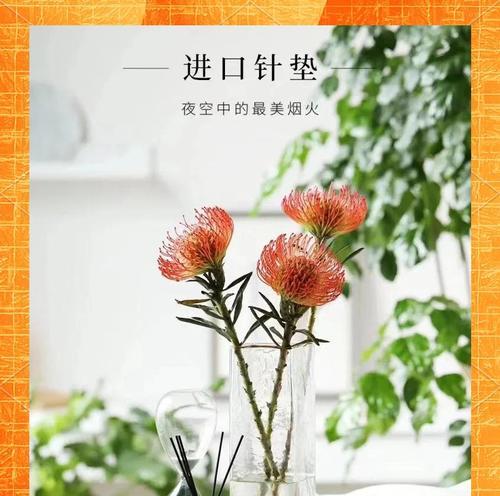 针垫花花语通常表达什么情感？针垫花的花语含义是什么？
