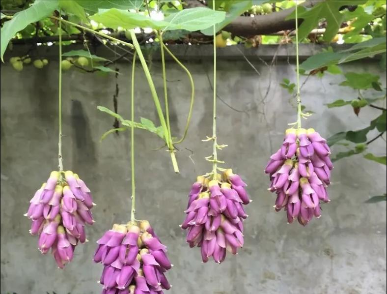 哪些花名寓意发财？发财花有哪些？