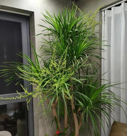 哪些花名寓意发财？发财花有哪些？