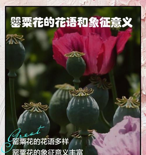 果断勇敢象征的花朵及其花语是什么？