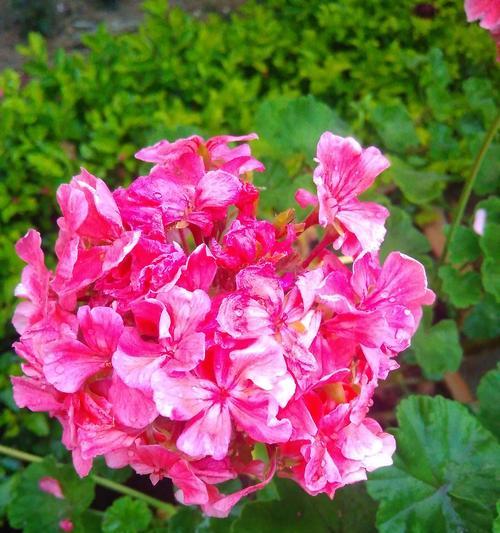 果断勇敢象征的花朵及其花语是什么？