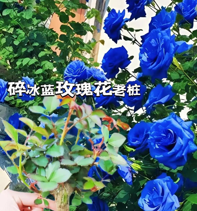 超蓝玫瑰花的特殊花语是什么？蓝色玫瑰的深层含义？