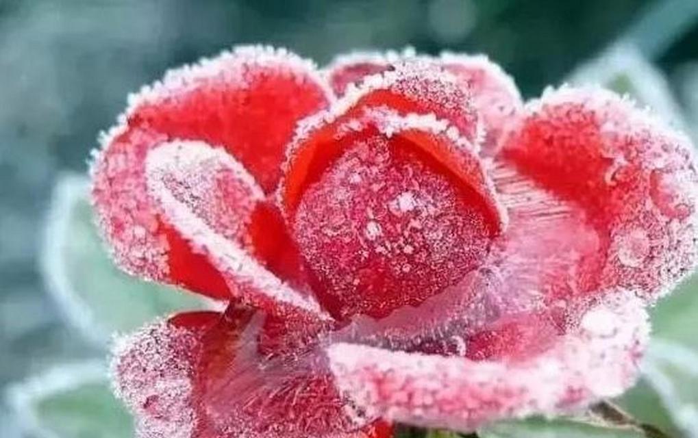 雪中花的含义是什么？雪中花代表什么意义？