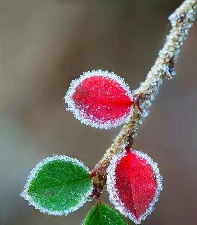 雪中花的含义是什么？雪中花代表什么意义？