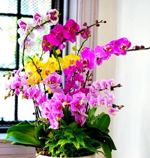 过年时供桌应摆放哪种花？这些花卉各自有何寓意？