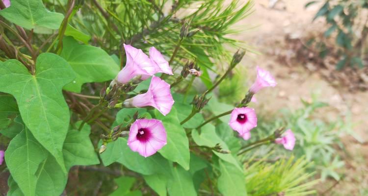 无叶的花象征着什么？它们在自然界中的意义是什么？