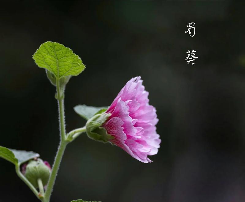 无叶的花象征着什么？它们在自然界中的意义是什么？