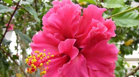 朱槿花象征意义：代表什么？