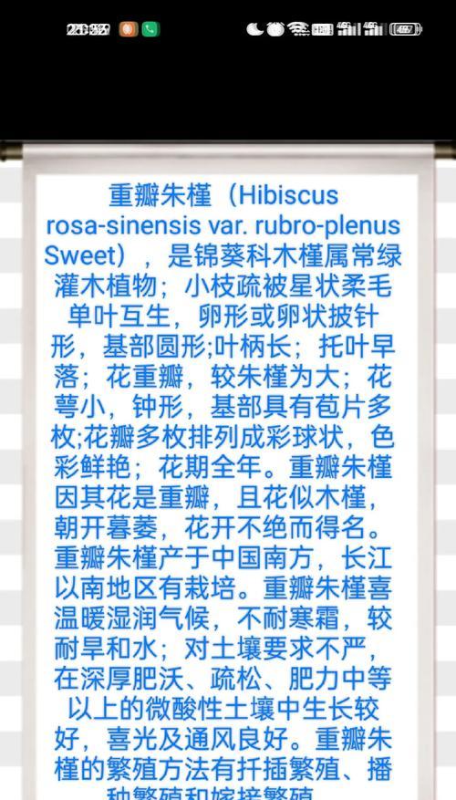 朱槿花象征意义：代表什么？