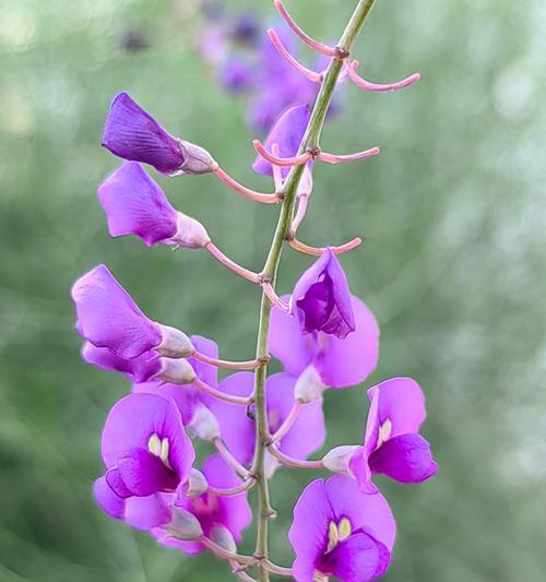 五瓣花有何特殊含义？它在自然界中象征着什么？