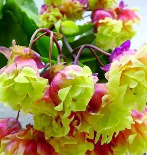 长寿花寓意独特地位？它在祝福中的独特地位是什么？