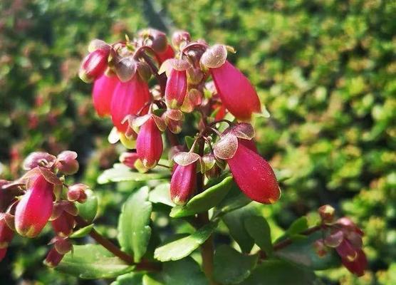 长寿花寓意独特地位？它在祝福中的独特地位是什么？
