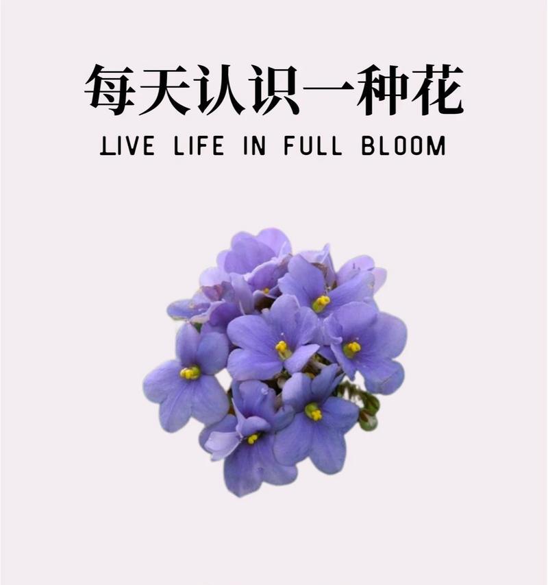 复合花的花语是什么？复合花卉代表了哪些含义？