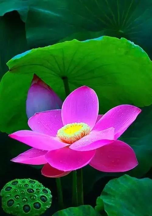 生物学象征的花有哪些？它们各自代表什么？