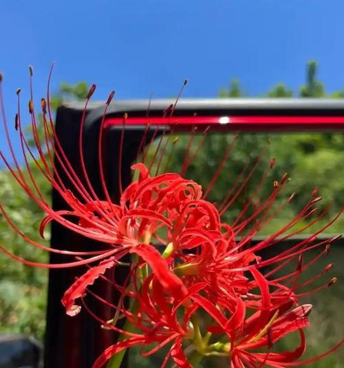 生物学象征的花有哪些？它们各自代表什么？