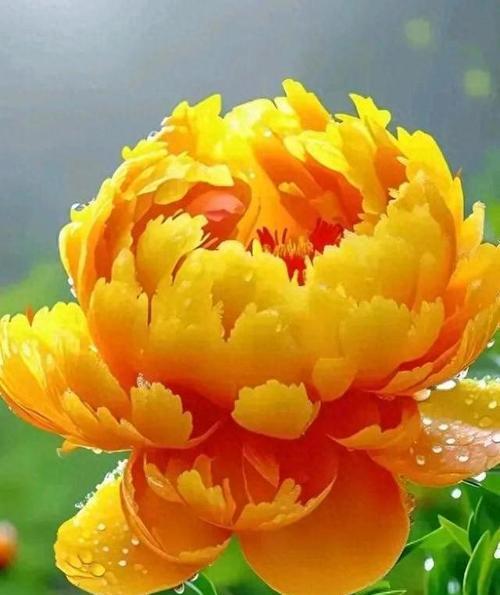 积极向上的花有哪些？它们的象征意义是什么？