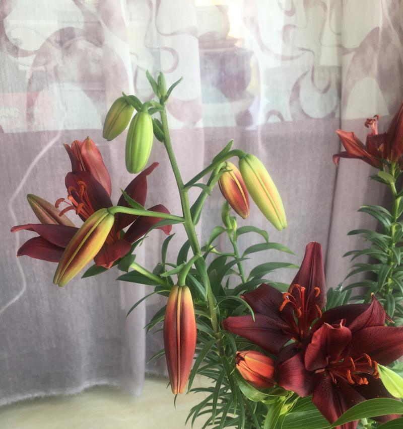 黑美人百合的花语和象征意义是什么？