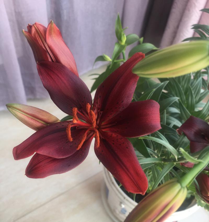 黑美人百合的花语和象征意义是什么？